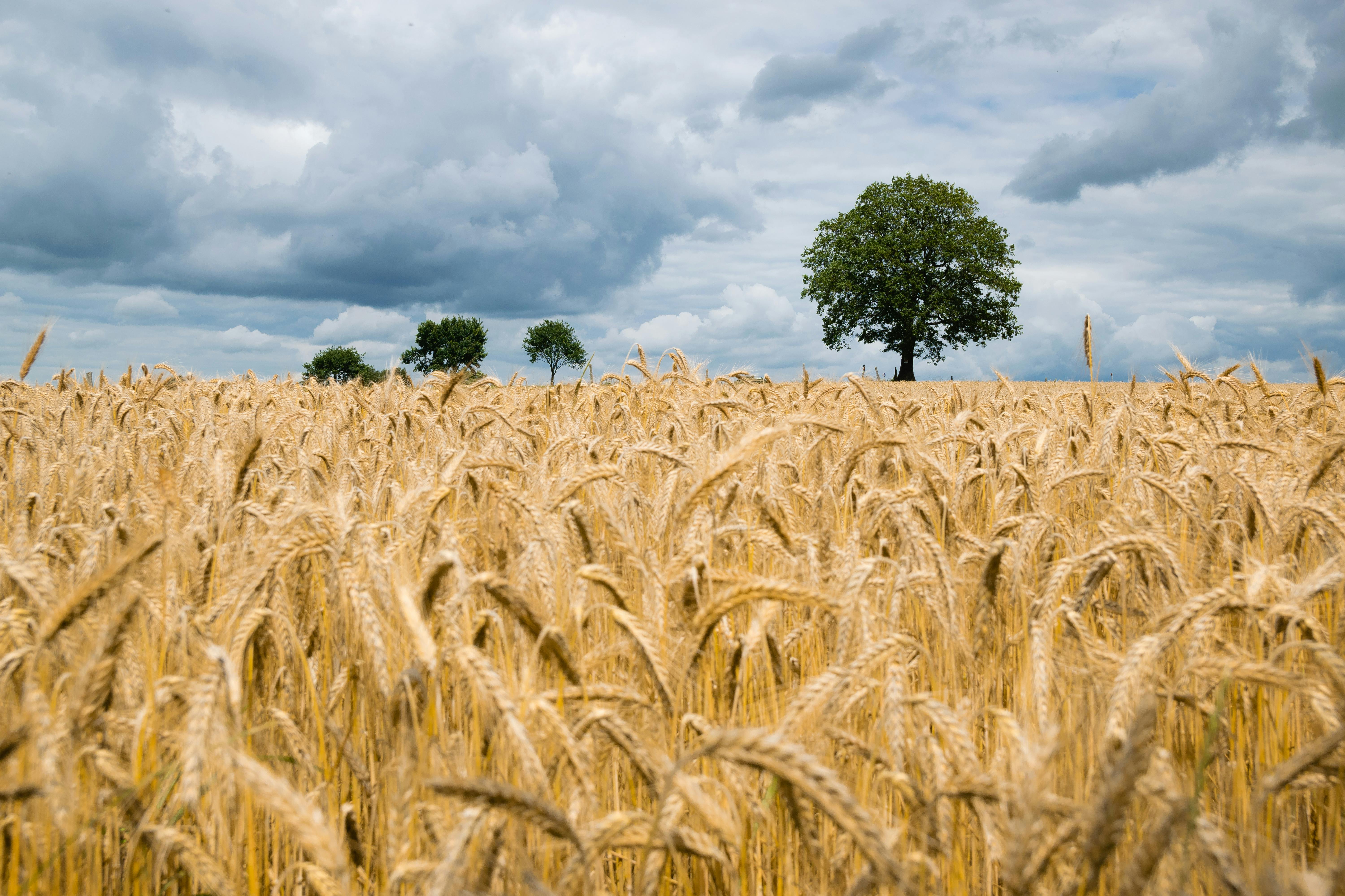 Grain